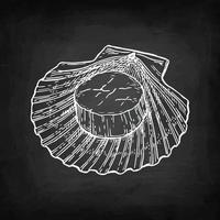 Scallop. Chalk sketch on blackboard background. Hand drawn vector illustration. Retro style.