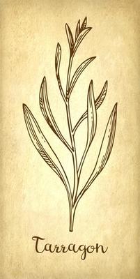 new-herbs-paper-03Tarragon ink sketch on old paper background. Hand drawn vector illustration. Retro style.