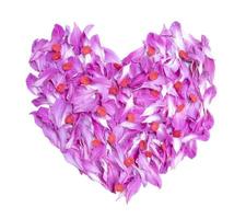 pétalos de bauhinia y euforia rosas flor en corazón forma aislado en blanco antecedentes. foto
