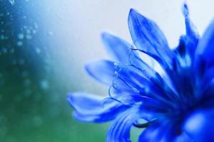 azul flor de cerca. florecimiento de maíz. vacío espacio para un texto foto