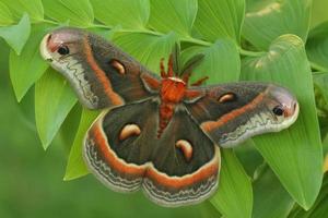 Cecropia moth on solomon's seal photo