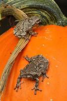 Gray treefrogs on pumpkin photo