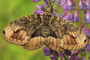 owl moth brahmaea certhia photo