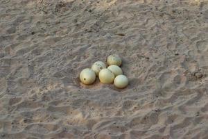 avestruz huevo en el arena.avestruz huevo valores foto