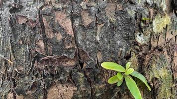 Small plants grow on old wood. The bark of the logs peels off and is eaten by termites. photo