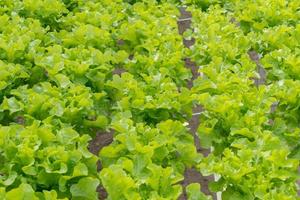 lettuce cultivation on hydroponic system with water and fertilizer in irrgation. photo