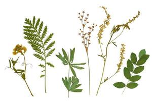 Pressed floristry, herbarium. Dried plant. Green grass, yellow flowers. Isolated lements on a white background photo
