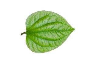 Chaplo green leaf ,Piper lolot leaf isolated on white  background photo