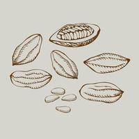 Cocoa set. Vector hand drawn cocoa bean seeds. Organic product. Doodle sketch for cafe, shop, confectionery, menu, cosmetics, chocolate. Parts of plants. For label, logo, emblem. Design element