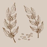 Coffee-coloured. Illustration of coffee tree and coffee beans. Plant illustration hand drawn. Design element.Vector