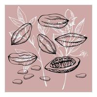 Cocoa set. Hand drawn cocoa bean vector, sketch of leaves and cocoa tree.Parts of plants. Organic product.Design element. Doodle  for cafe, shop, menu, cosmetics. For label, logo, emblem, symbol.