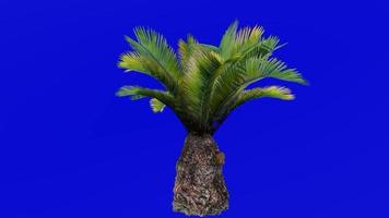 árvore animação - sagu Palma - sotetsu - rei sagu - sagu cycad - japonês sagu Palma - cycas revoluta - verde tela croma chave - grande 1c video