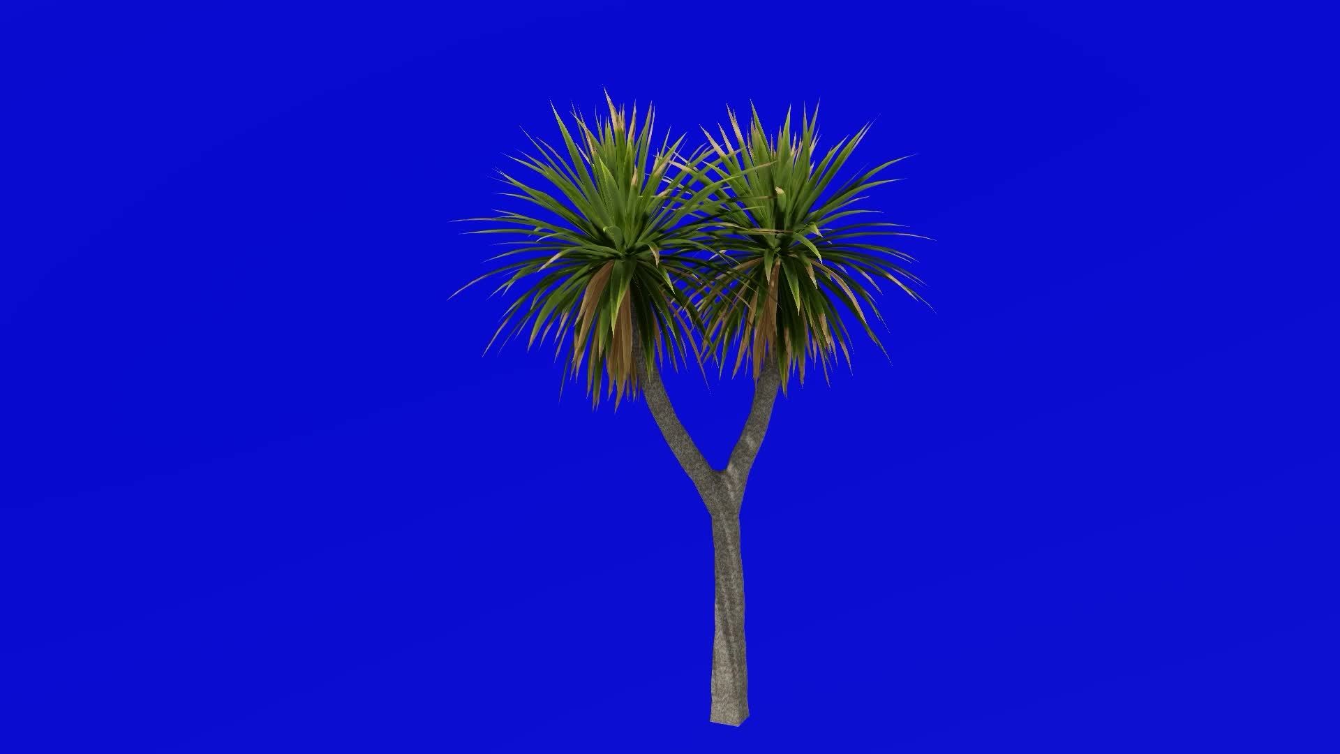 Tree Animation cabbage tree ti kouka cabbage palm cordyline