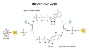 Adenosine triphosphate and adenosine diphosphate comparison and cycle science vector education infographic