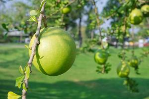 Calabash Tree is a medium-sized succulent shrub. At the end of the leaves are thorny lobes, the edges are smooth, the fruit is spherical. photo