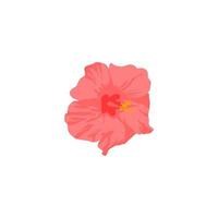 A pink hibiscus flower on a white background vector