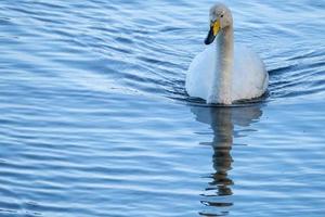 Whooper Swan Cygnus cygnus, WWT Castle Espie, Bird Centre, Northern Ireland, UK photo