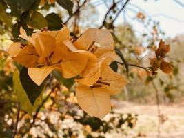 Orange bougainvillea, bougainvillea flower, orange bougainvillea, orange flower, It's a beautiful looking flower. colorful It is an ornamental tree native to tropical regions.makes you feel refreshed. photo