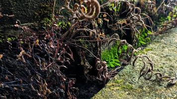 un salvaje planta con seco, marrón verde hojas creciente en un húmedo pared. vacío espacio para diseño y texto. naturaleza fondos de pantalla foto