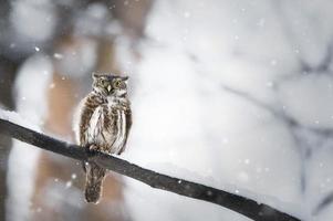 Owl in winter forest on stump. Pygmy small bird via snowfall. Small owl in natural habitat. Glaucidium passerinum photo