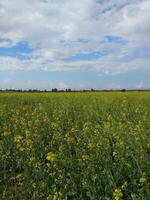 Mustard plants farm,  sarso khet having yellow growing flower bloom, oilseeds under  blue sky photo