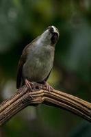 el de pico grueso helia helia crassirostris, además conocido como el flores blanco ojo, es un especies de pájaro en el familia zosteropidae foto