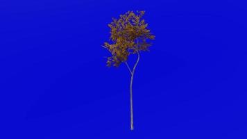 Tree animation - evergreen ash - himalayan ash - fraxinus griffithii - green screen chroma key - small - 2a autumn fall video