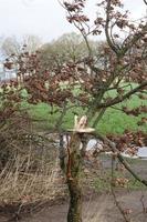 Small tree after storm photo