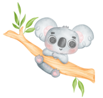 fofa orelhas peludas inocência bebê coala em uma árvore ramo aguarela ilustração png