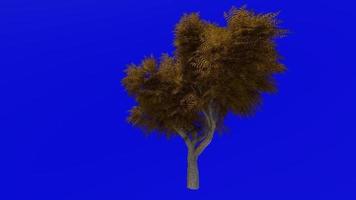 albero animazione ciclo continuo - neem albero, albero di nim, indiano lilla - azadirachta indica - verde schermo croma chiave - piccolo 1c - autunno autunno video