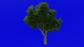 boom animatie lus - neem boom, nimtree, Indisch lila - azadirachta indica - groen scherm chroma sleutel - klein 1b - zomer voorjaar video