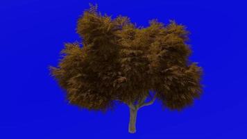 arbre animation boucle - neem arbre, nimtree, Indien lilas - azadirachta indica - vert écran chrominance clé - gros 1a - l'automne tomber video