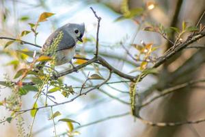 chickadee bird perched on a tree branch in spring photo