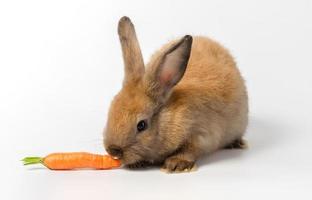 marrón bebé Conejo comiendo Zanahoria en blanco antecedentes foto