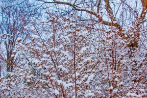 Shrub Weigela japonica in winter. The branches are covered with fluffy snow. photo