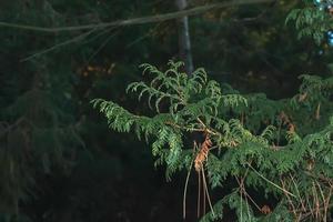 Close-up of a branch of cypress Chamaecyparis pisifera in a hedge in a garden in winter. photo