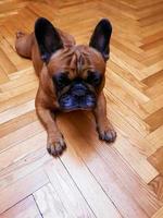 French fawn bulldog dog lies on the parquet floor. photo