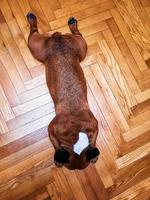 French fawn bulldog dog lies on the parquet floor. photo