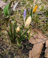 un grupo de vistoso azafrán con sin abrir brotes en temprano primavera en un ciudad parque. foto