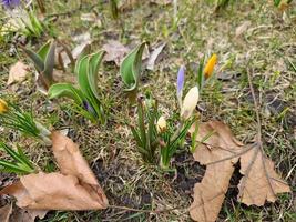 A group of colorful crocuses with unopened buds in early spring in a city park. photo