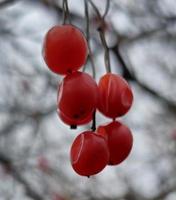 Coral viburnum or Viburnum opulus, branches without leaves, red fruit. Red berries of viburnum after winter on a blurred background. Spring season. photo