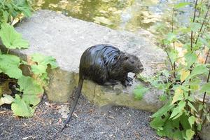 Wet Nutria on a stone photo