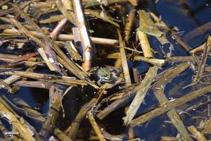 Natterjack Toad in the swamp photo