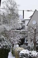 snow covered trees and bushes in a vilalge photo