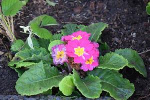 pink blooming primula photo
