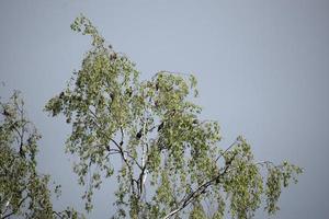 bird swarm in a tree photo