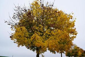 yellow trees at the roadside photo