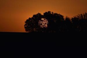 Sunrise behind dark trees photo