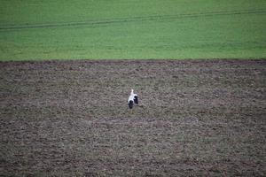 plowed fields with a Stork photo