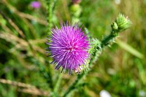 Beautiful growing flower root burdock thistle on background meadow photo